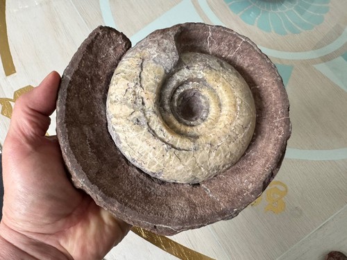 Metalegoceras sundaicum - ,