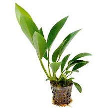 Live Aquarium Aquatic Plants