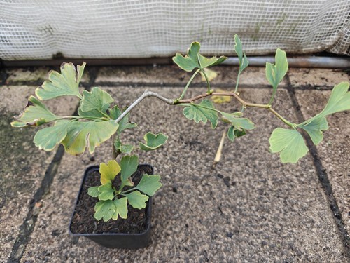 Ginkgo biloba maidenhair tree - ginkgo,
