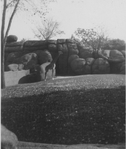 1930s giraffe zoo animal - 1930s,