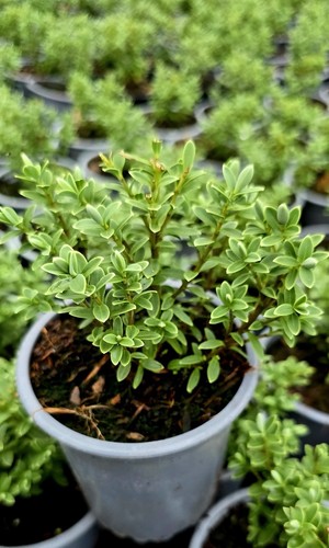 Hebe veronica pinguifolia - hebe,
