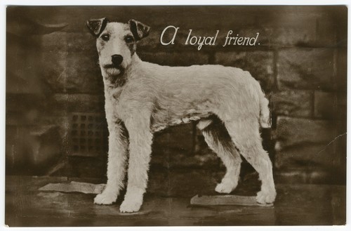 Wire haired fox terrier - wire,