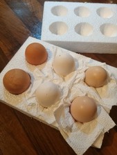 6 Mixed Breed Eggs