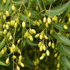 Azadirachta indica Se eds