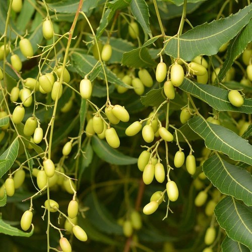 Azadirachta indica eds - azadirachta, se