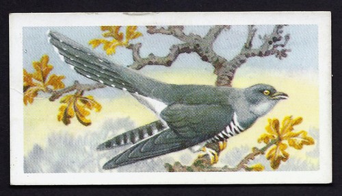 Brooke bond bird portraits - brooke,