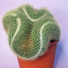 Large Mammillaria pringlei