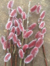 Salix Mt Aso - Rare and unusual Pink flowered Willow 9cm pot