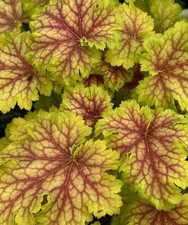 Heuchera Splashberry - Coral