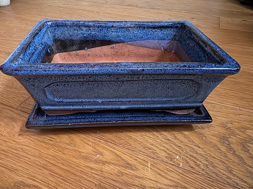 Used blue bonsai - , pot