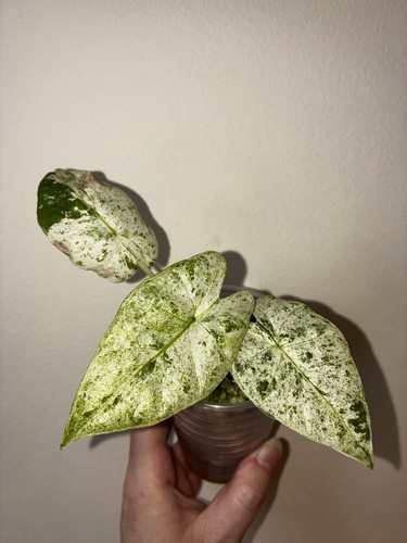 Alocasia macrorrhiza splash - macrorrhiza,