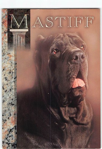 Postcard neapolitan mastiff - postcard,