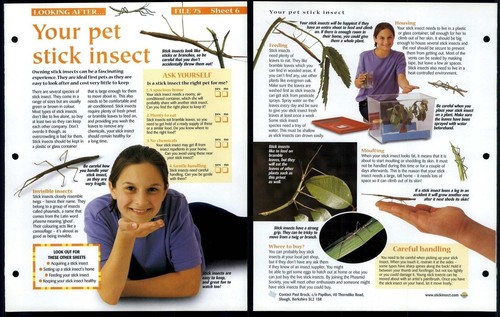 Pet stick insect looking - stick,