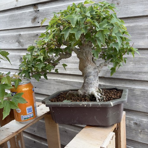 Trident maple plastic - trident, maple(plastic