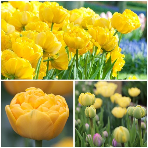 Yellow pomponette tulips - pomponette,
