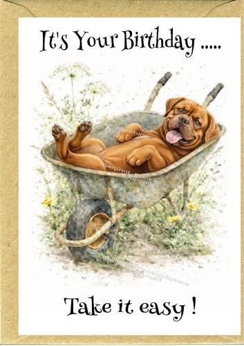 Dogue bordeaux dog - de,