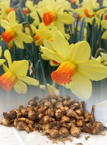 500g 40kg fortune large - 500g-40kg,