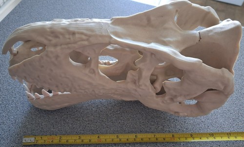 Rex skull replica decor - replica,
