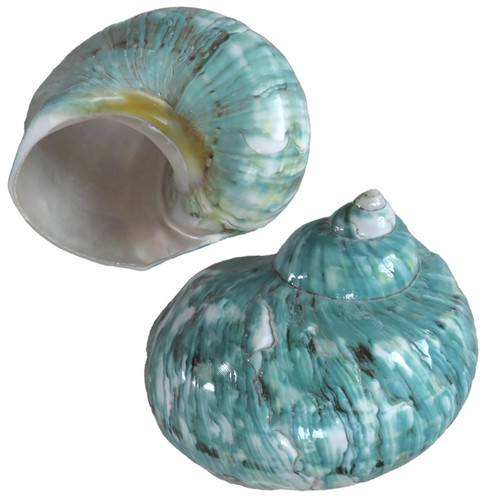 2pcs large hermit crab - 2pcs, shells