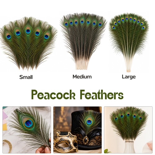 100x peacock tail feathers - 10-100x,