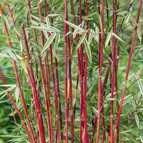 Fargesia frosttip bamboo plant - fargesia,