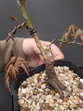 shohin Japanese maple bonsai