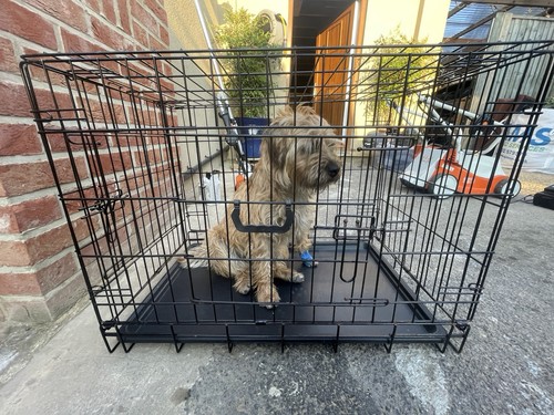 Folding steel wire dog - steel,
