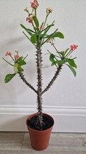 Large Tall Crown of Thorns