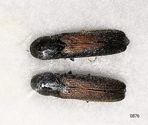 Elateridae isorhipis obliqua - elateridae,