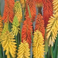 Pack x3 Red Hot Poker