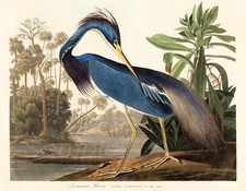 LOUISIANA HERON JOHN JAMES