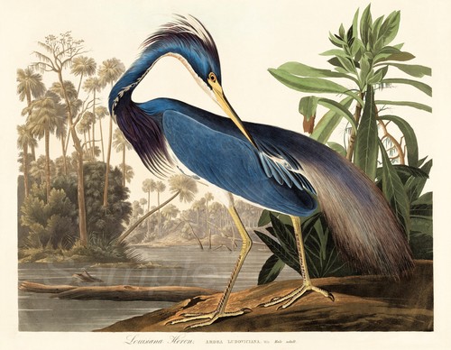 Louisiana heron john - heron,