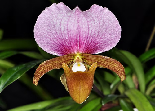 Rare paphiopedilum - rare,