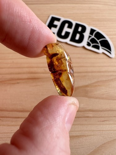 Baltic amber with - amber, insect