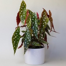Begonia Maculata - Real Polka