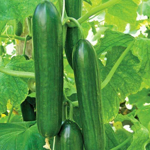 Cucumber plug plants beth - x6,