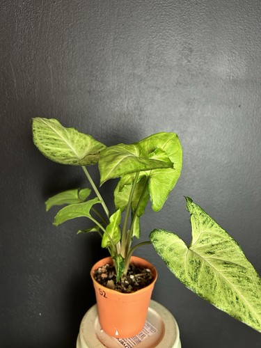 Syngonium white butterfly - syngonium,