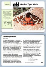 Garden Tiger Moth #42.16 Arthropods - Grolier Wildlife Adventure Card