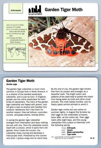 Garden tiger moth 16 - moth, #42.16