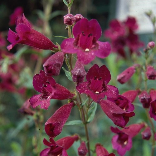 Penstemon purple bedder - 'purple, bedder'