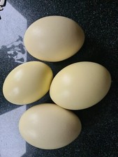 Greater Rhea Blown Egg Decorate/Crafts + Feathers