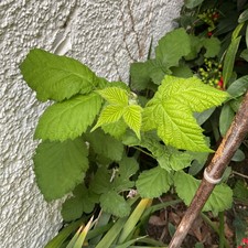 Fresh wild organic blackberry - organic,