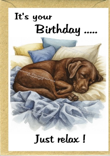 Labrador retriever chocolate - retriever,