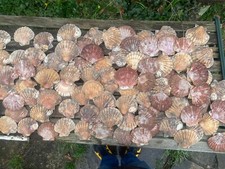85 x Large Scallop Shells 10-12cm (60 x Curved 25 flat)  Arts & Crafting