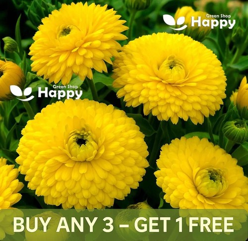 Pot marigold golden emperor - marigold,