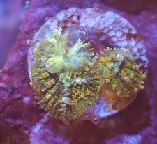 small bounce Mushroom mushroom Marine Coral Frag LPS Soft Corals Frags Reef