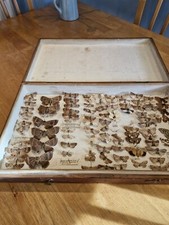 Victorian Entomology