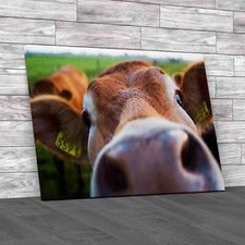 Curious Cow Captures The