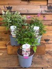 3 Mixed Large Dwarf Buddleja Butterfly Bush Shrubs in 3L Pots By Direct Plants