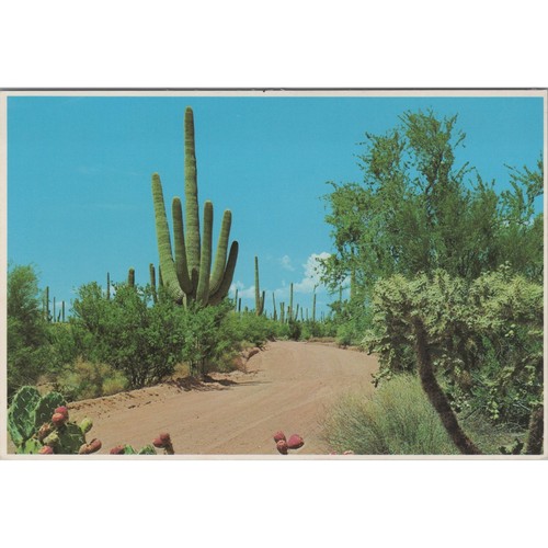 Postcard desert display - postcard,